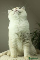 British Shorthair cats in Bedford - Advert 14