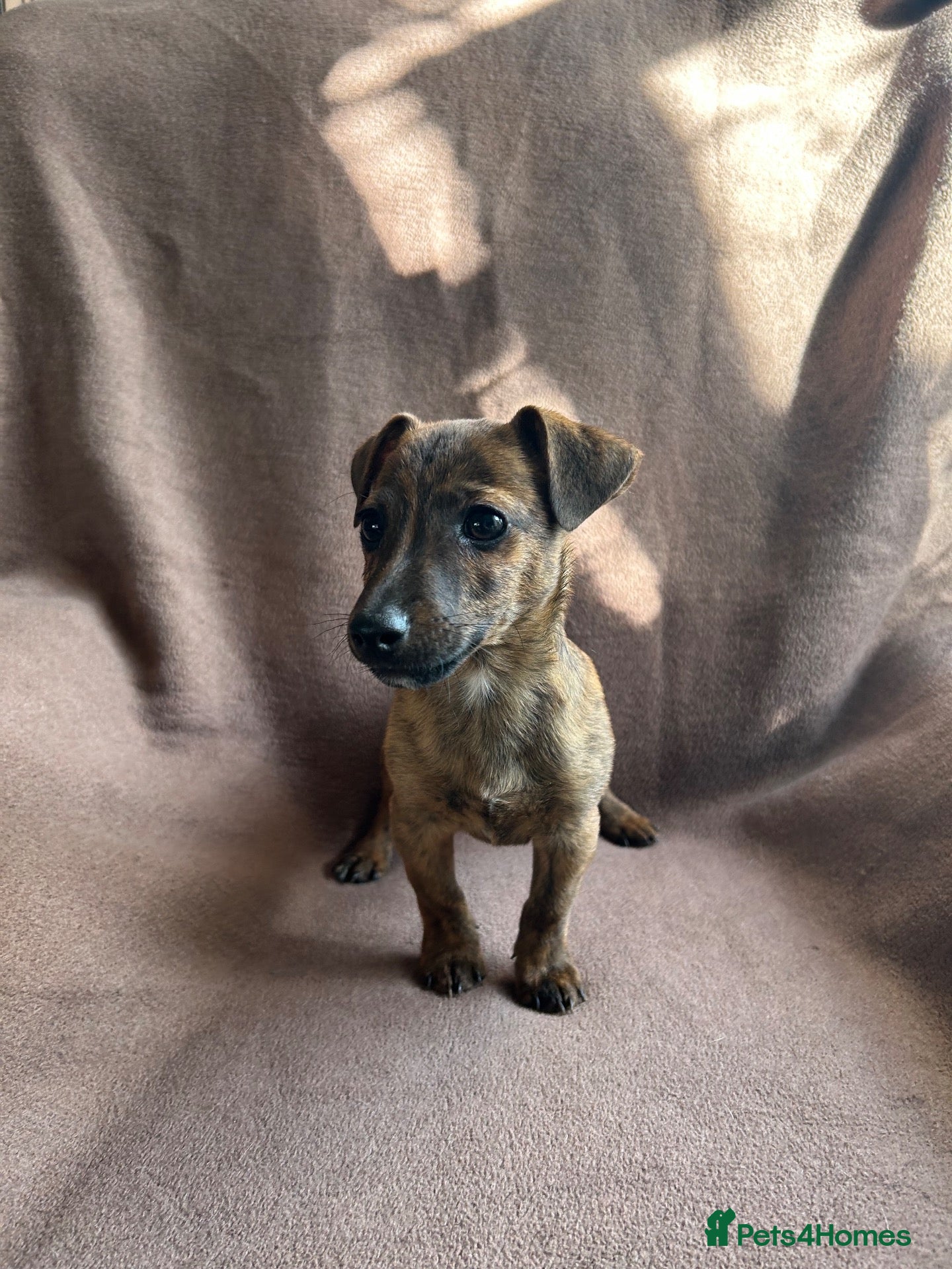 Jack Russell dogs Jack Russell pups - Advert 1