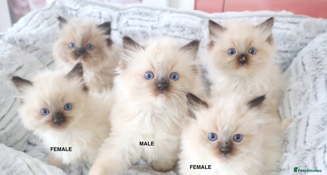 Ragdoll cats for sale: INDOOR FULL PEDIGREE RAGDOLL KITTENS - Image 2