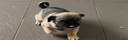 Pug dogs for stud: Pug for stud - Advert 11