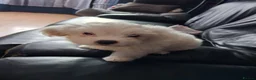 Bichon Frise dogs for sale: 2 Puppy Bichon Frise - Advert 6