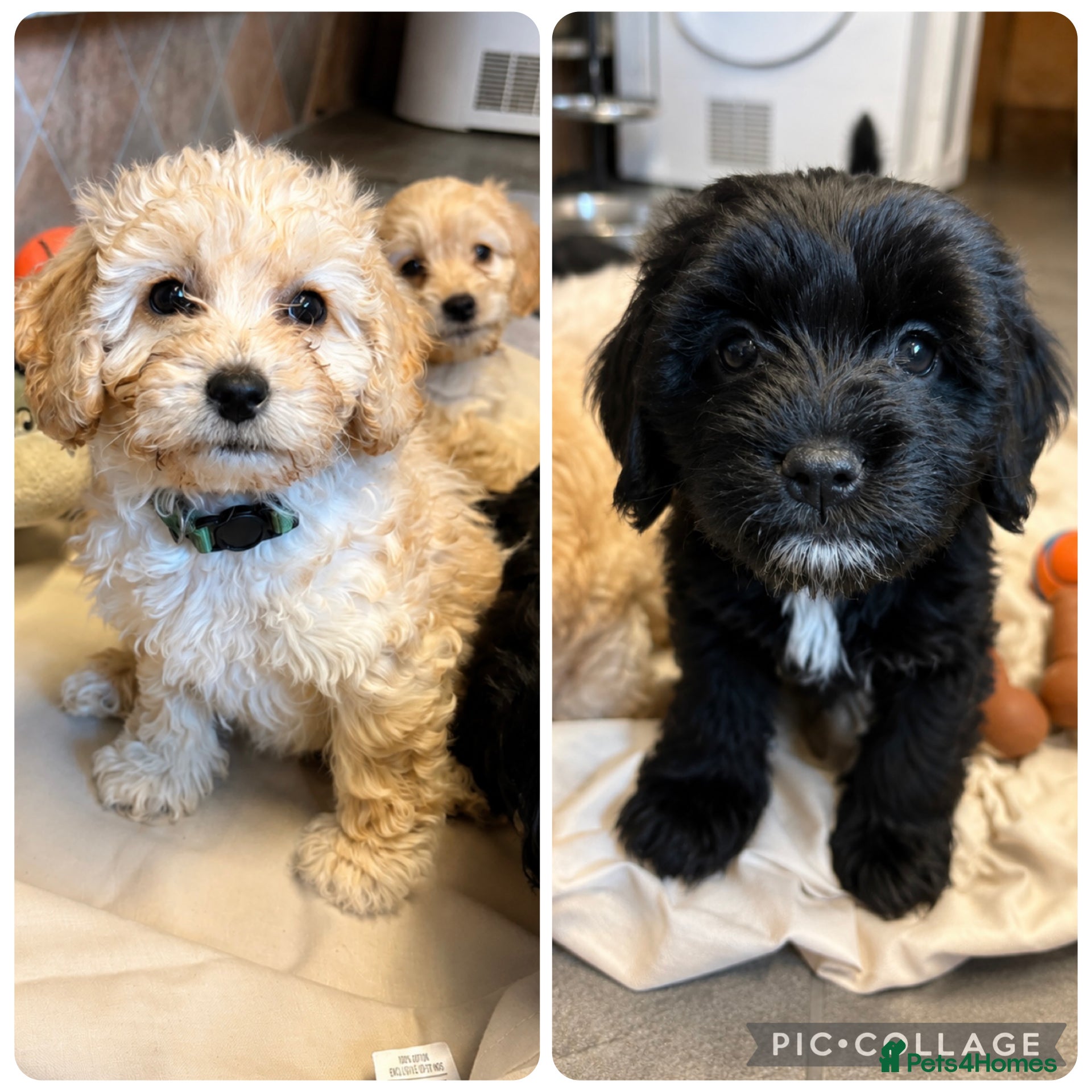 Cockapoo dogs Beautiful cockerpoo puppies  - Advert 18