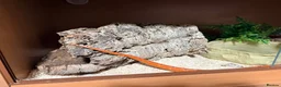 Corn Snake reptiles for sale: Cornsnake & Set up - Advert 5
