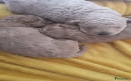 Miniature Poodle dogs for sale: 3 Gorgeous girls - Image 8