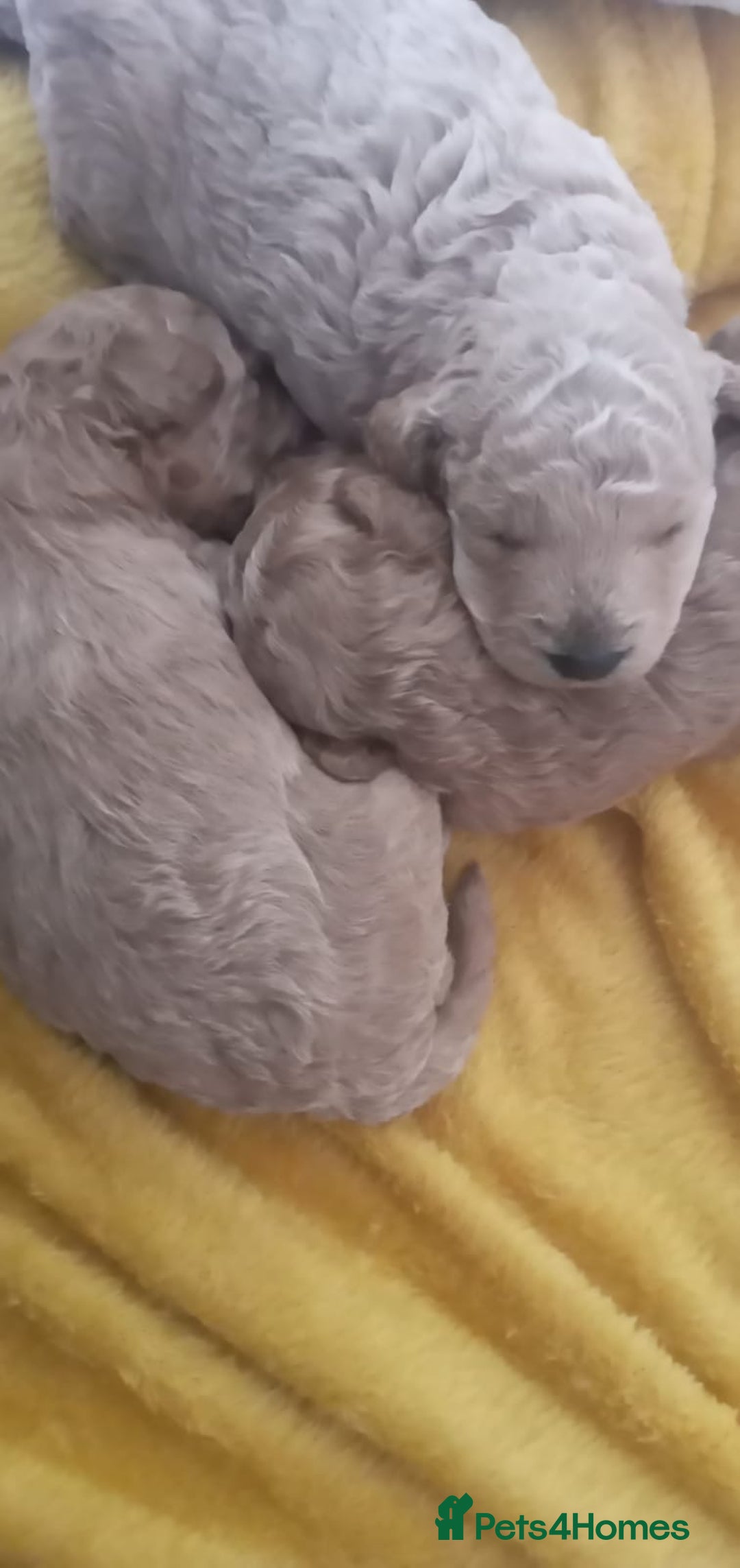 Miniature Poodle dogs for sale: 3 Gorgeous girls - Image 8