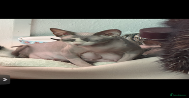 Sphynx cats - Advert 7
