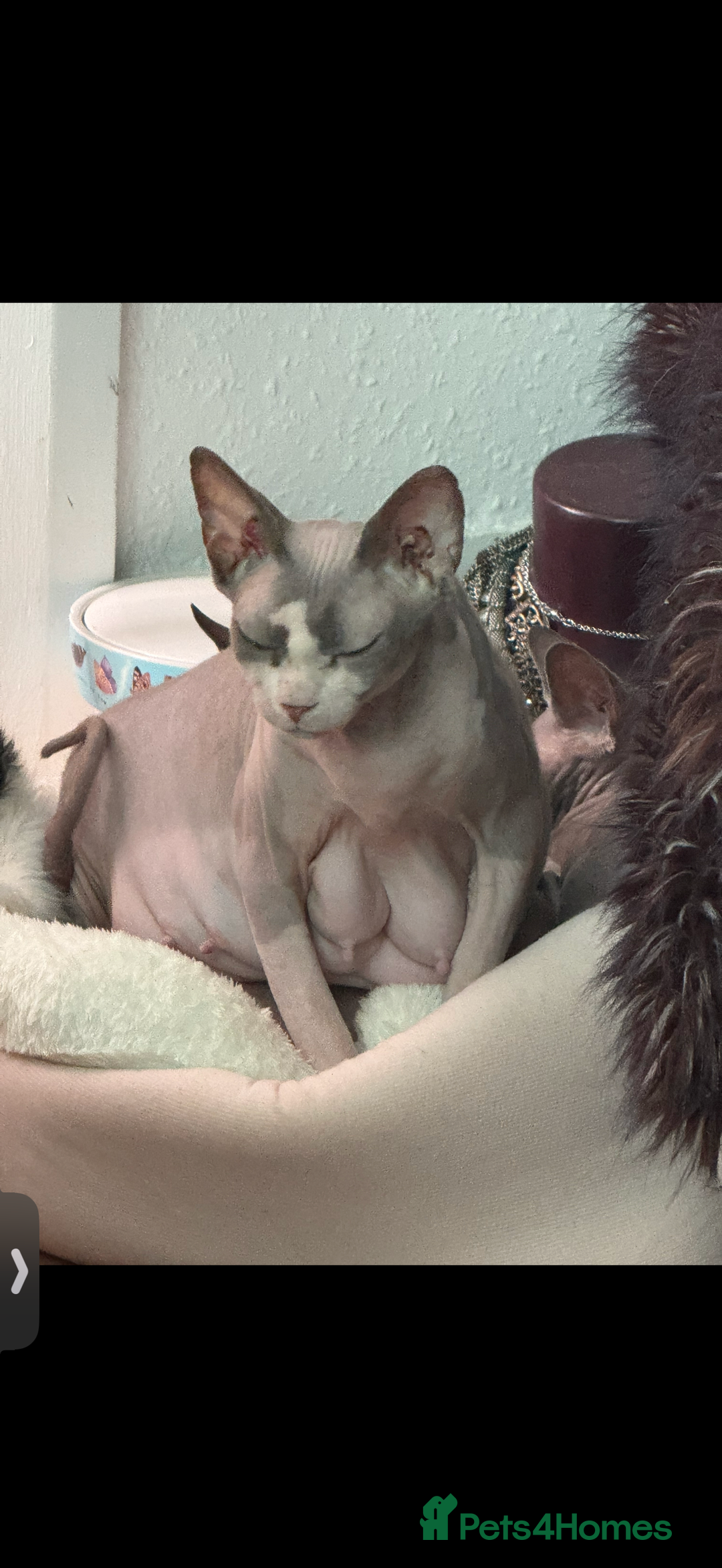 Sphynx cats for sale: Amazing kitten looking for family  - Image 3