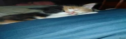 Mixed Breed cats for sale: Tortoiseshell Kittens  - Advert 3