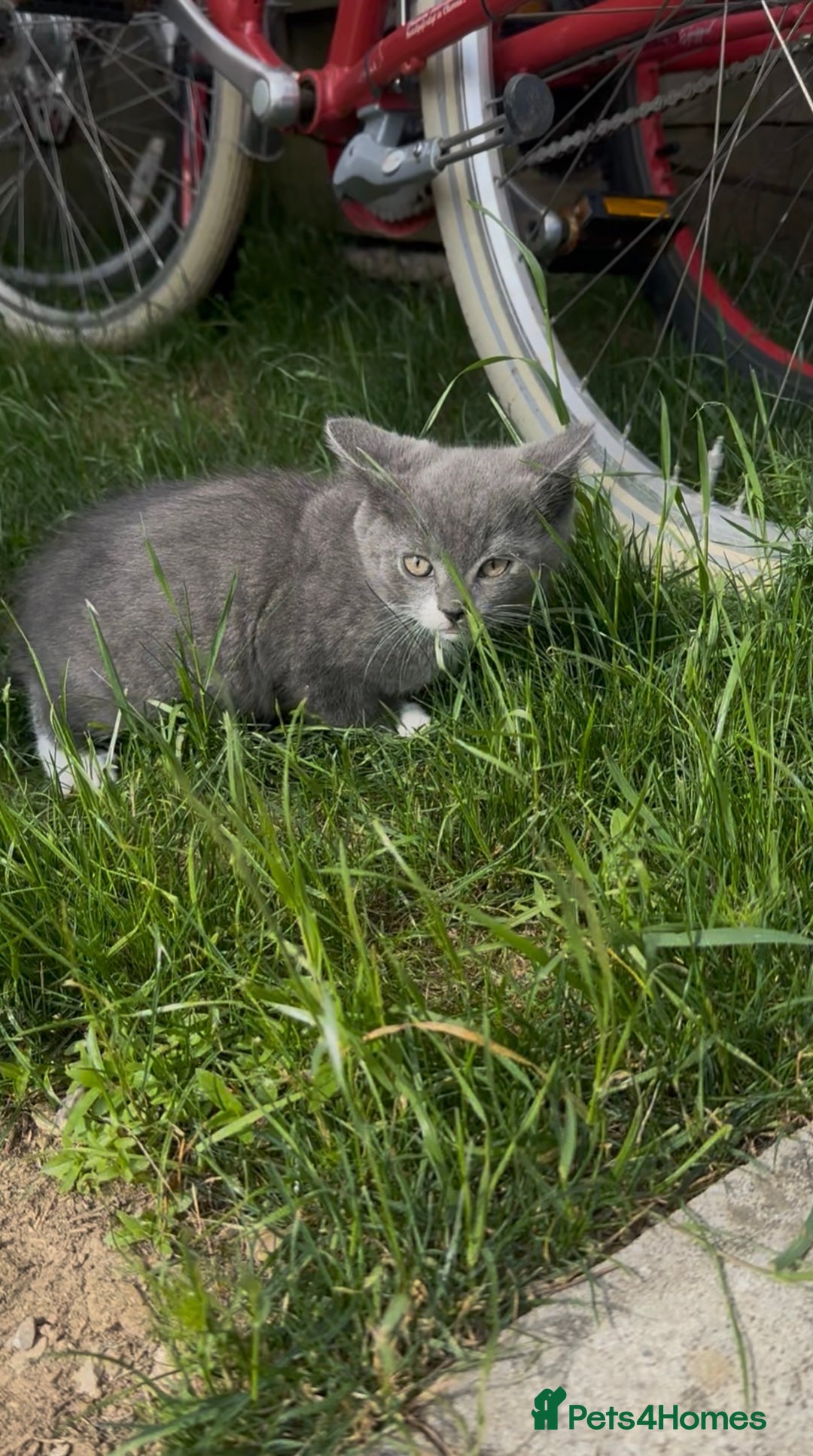 British Shorthair cats for sale: British shorthair cross - Image 4
