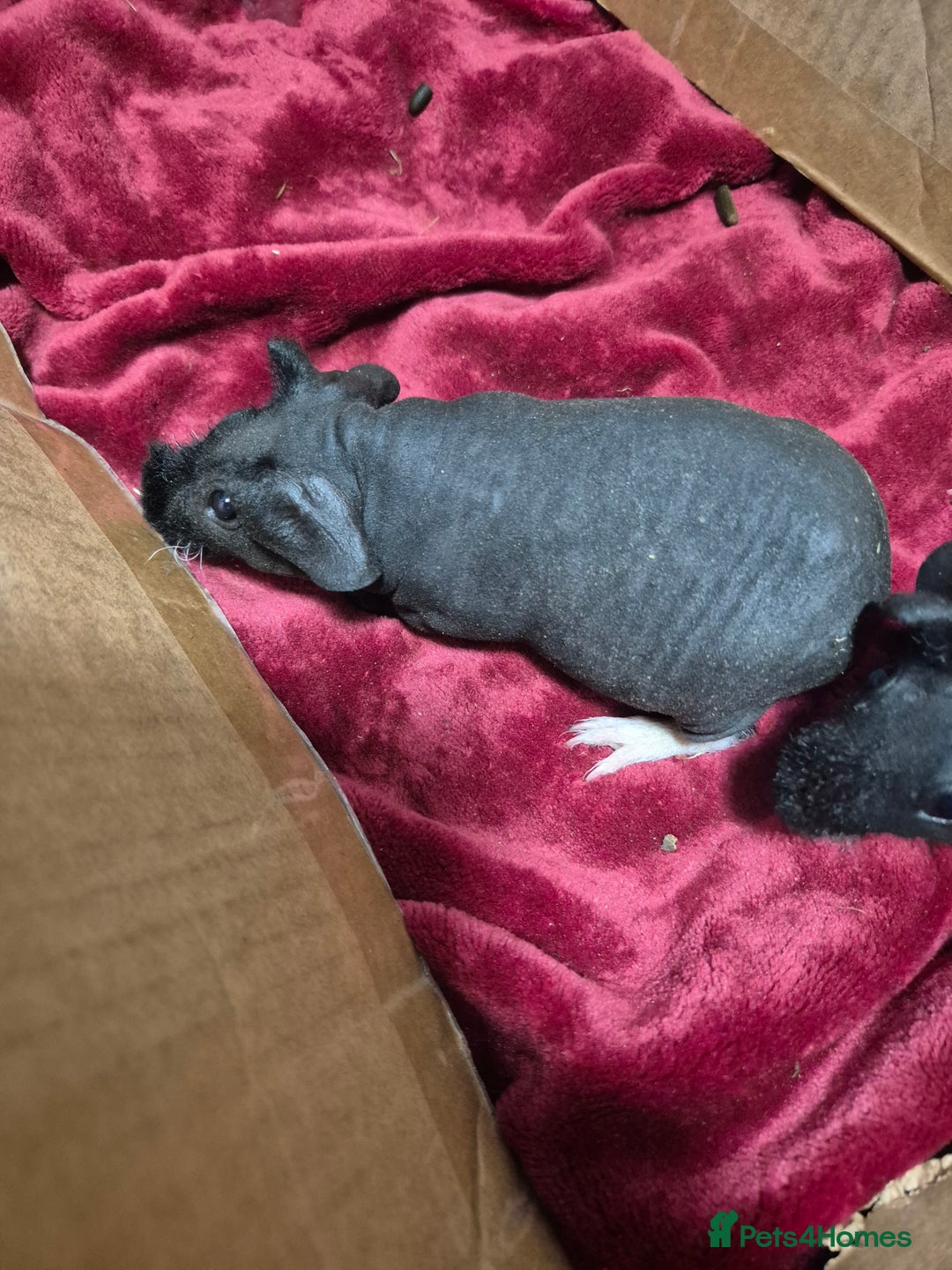 Guinea Pig rodents for sale: Pair of Female Skinny Pigs For Sale  - Advert 3