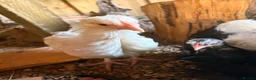 Chickens poultry for sale: Mottle lavender Orpington’s and Pekins  - Advert 4