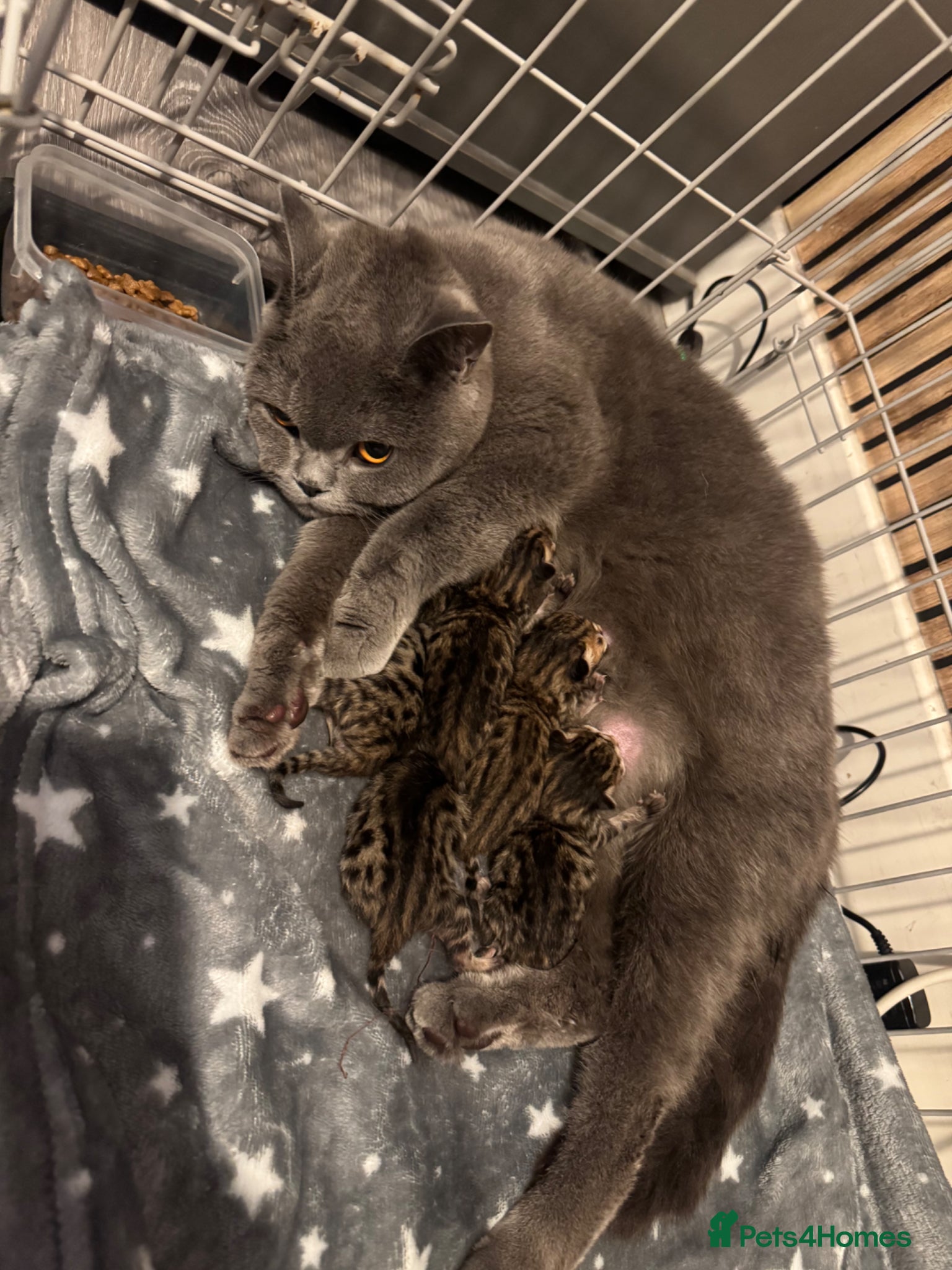Mixed Breed cats British shorthair crossed bengal  - Advert 10