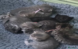 Scottish Fold cats for sale: Scottish fold/ Scottish striaght BSH kittens  - Image 1