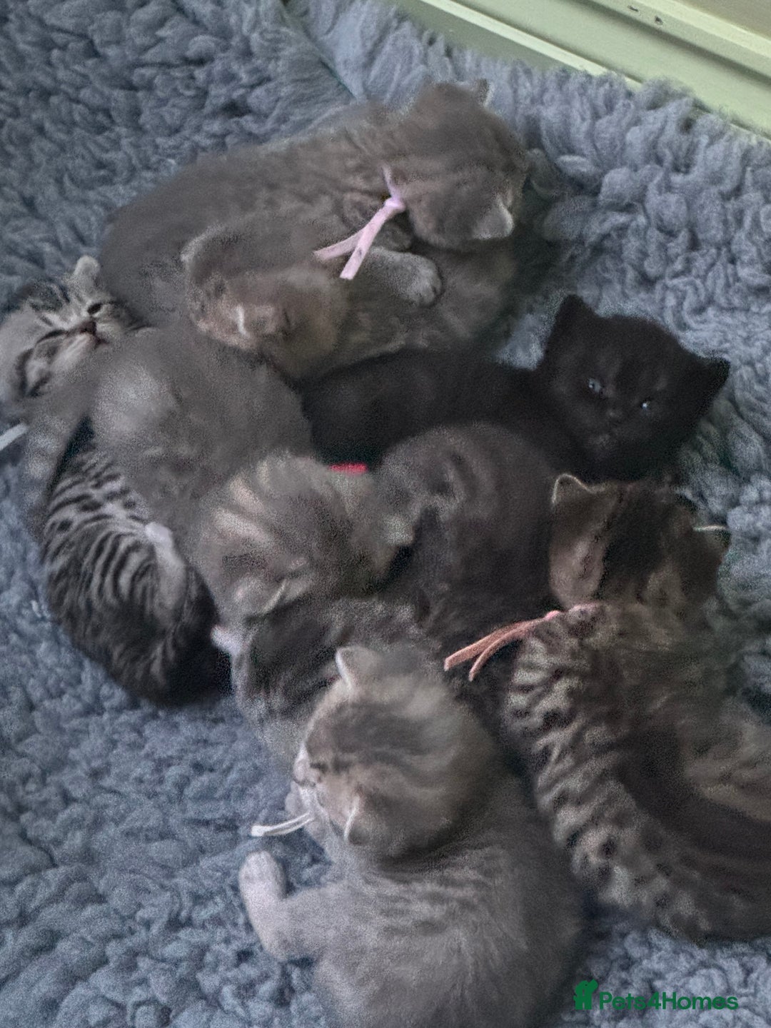 Scottish Fold cats for sale: Scottish fold/ Scottish striaght BSH kittens  - Image 1