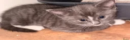 British Shorthair cats for sale: 4 lovely’s silver grey British shorthair  - Advert 10