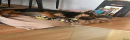 Mixed Breed dogs for adoption: Lucio deserves the chance to thrive  - Advert 6