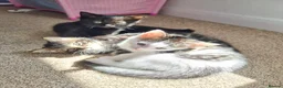 Domestic Shorthair cats for sale: Three kittens looking for the best homes - Advert 3