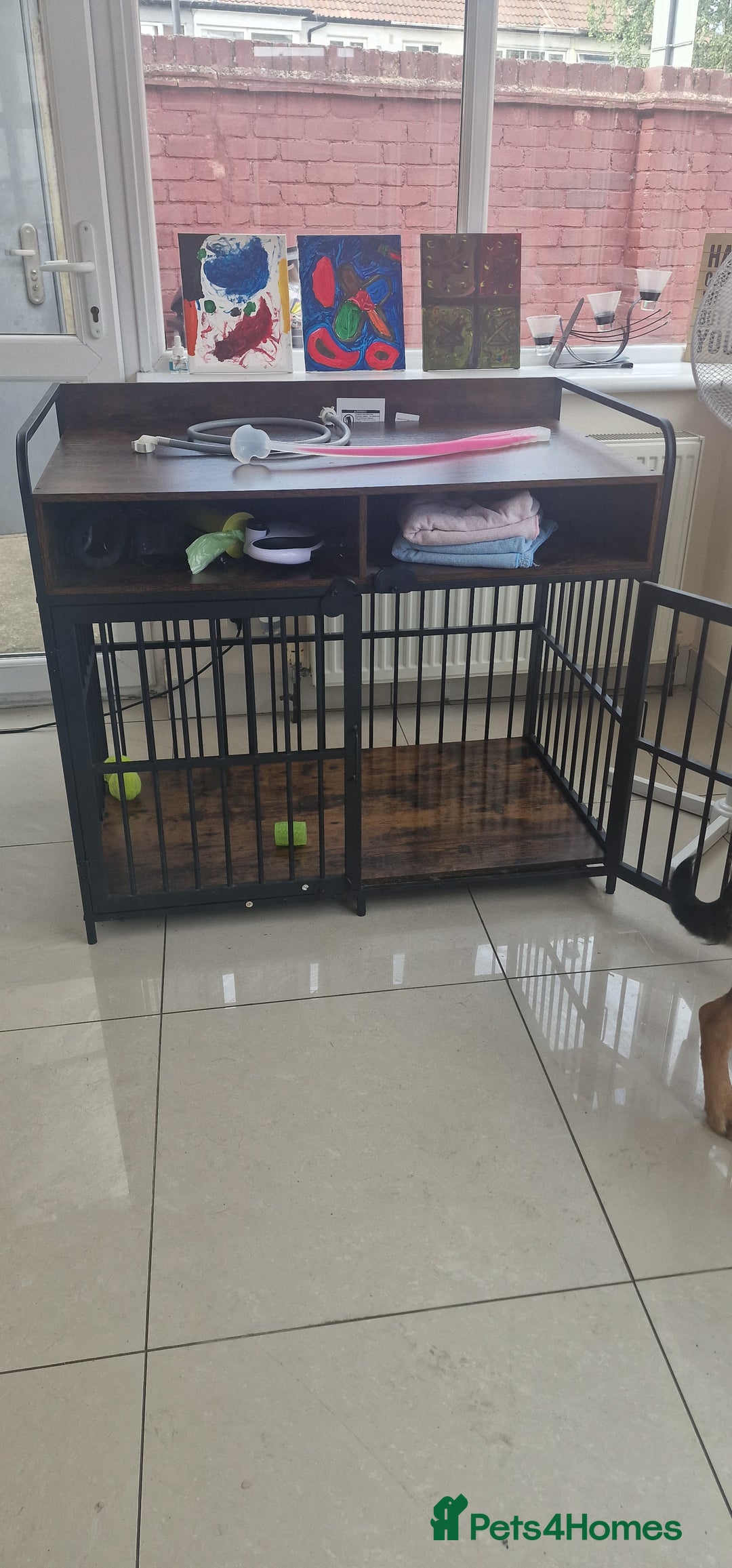 Mixed Breed dogs for sale: Playful puppy needing loving home - Image 7