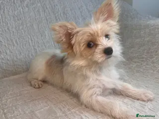 Yorkshire Terrier dogs BEAUTIFUL GOLDDUST YORKSHIRE TERRIER PUPPIES - Advert 8