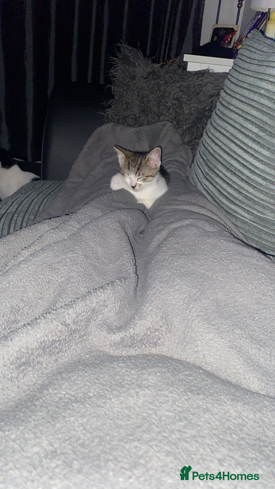 Mixed Breed cats for sale: Male and female kitten for sale - Advert 8