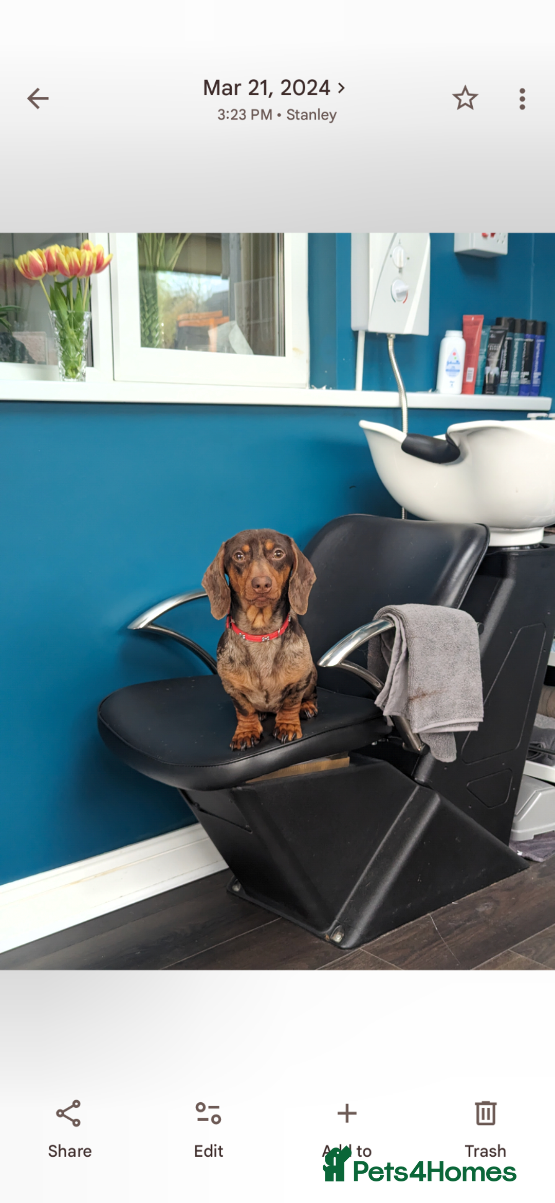 Dachshund dogs for sale: Tweenies Dachshunds 3 dogs 1 bitch - Advert 9