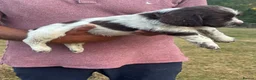 English Springer Spaniel dogs for sale: English springer spaniel puppies for sale  in Abergele - Advert 22