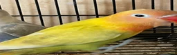 Lovebirds birds for sale: Lovebirds for Sale - Advert 10