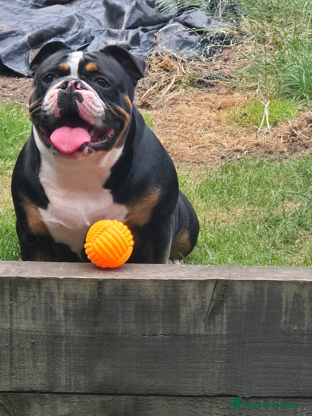 Mixed Breed dogs for sale: Puppies - Advert 1