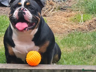 Mixed Breed dogs Puppies - Advert 4