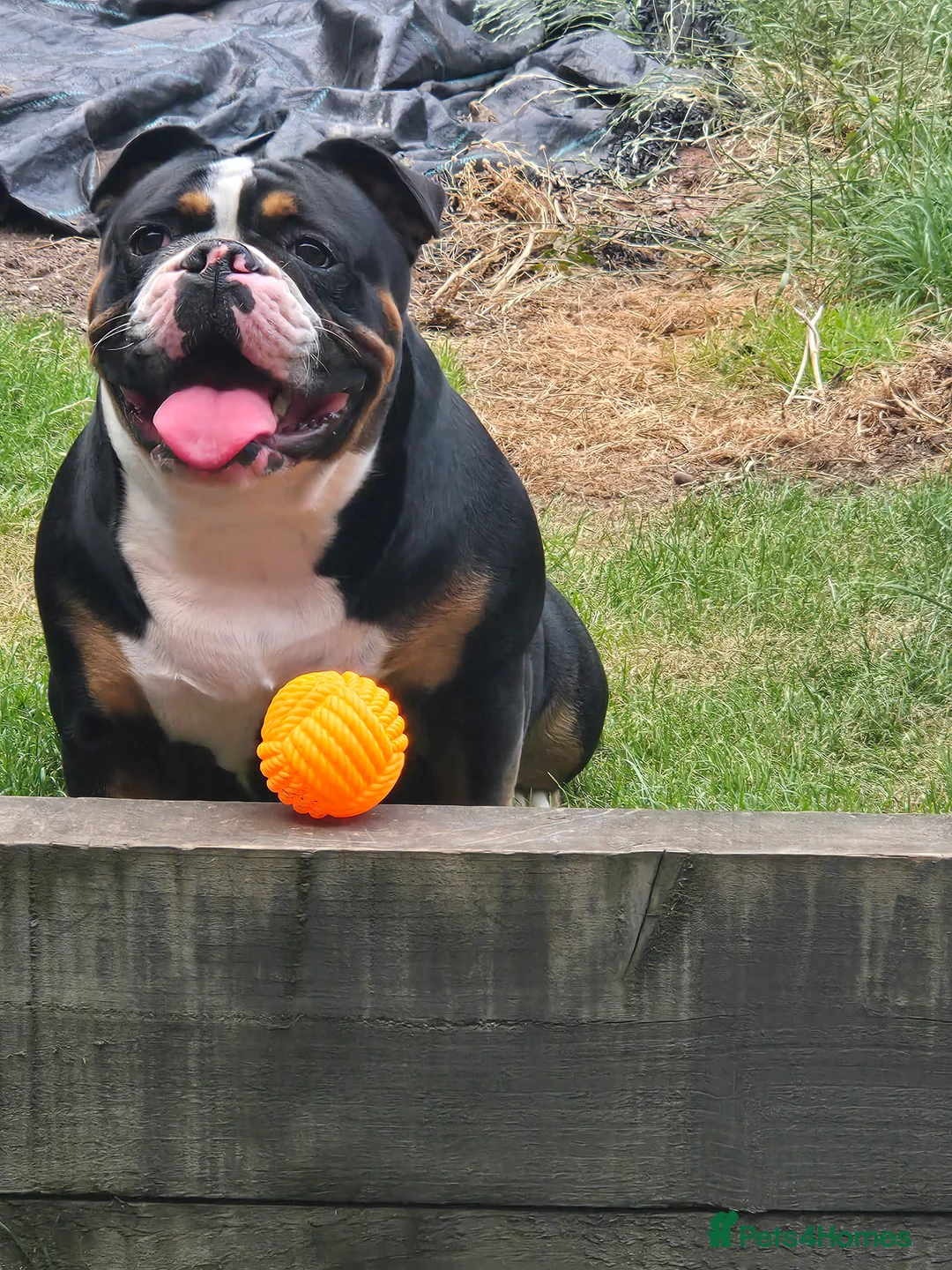 Mixed Breed dogs for sale: Puppies - Advert 1