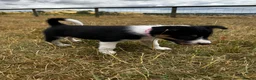 Mixed Breed dogs for sale: Kelpie x collies BEAUTIFUL LITTER - Advert 16