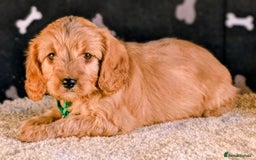 Cavapoo dogs for sale: Adorable Cavapoo Puppies Ready for thier new home - Image 10