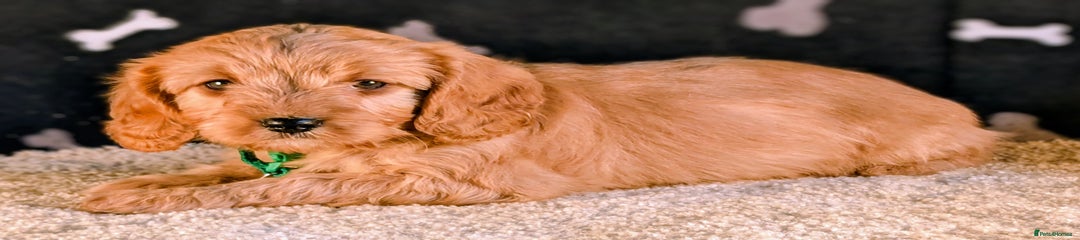 Cavapoo girl, green collar