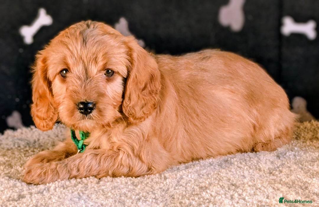Cavapoo dogs for sale: Adorable Cavapoo Puppies Ready for thier new home - Image 10