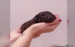 Miniature Poodle dogs for sale: Exceptional Silver mini poodles  - Image 1