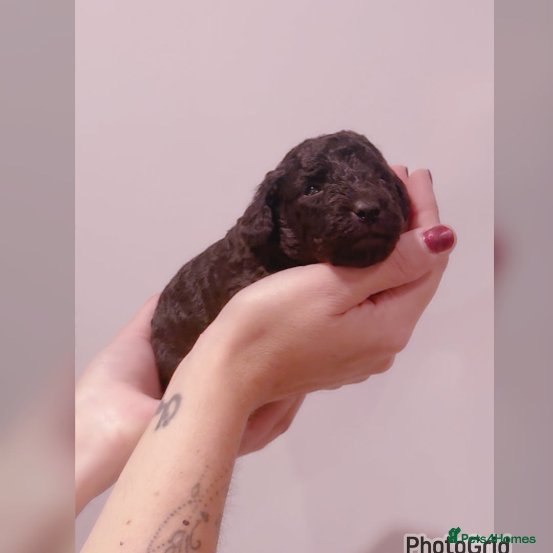 Miniature Poodle dogs for sale: Exceptional Silver mini poodles  - Image 1