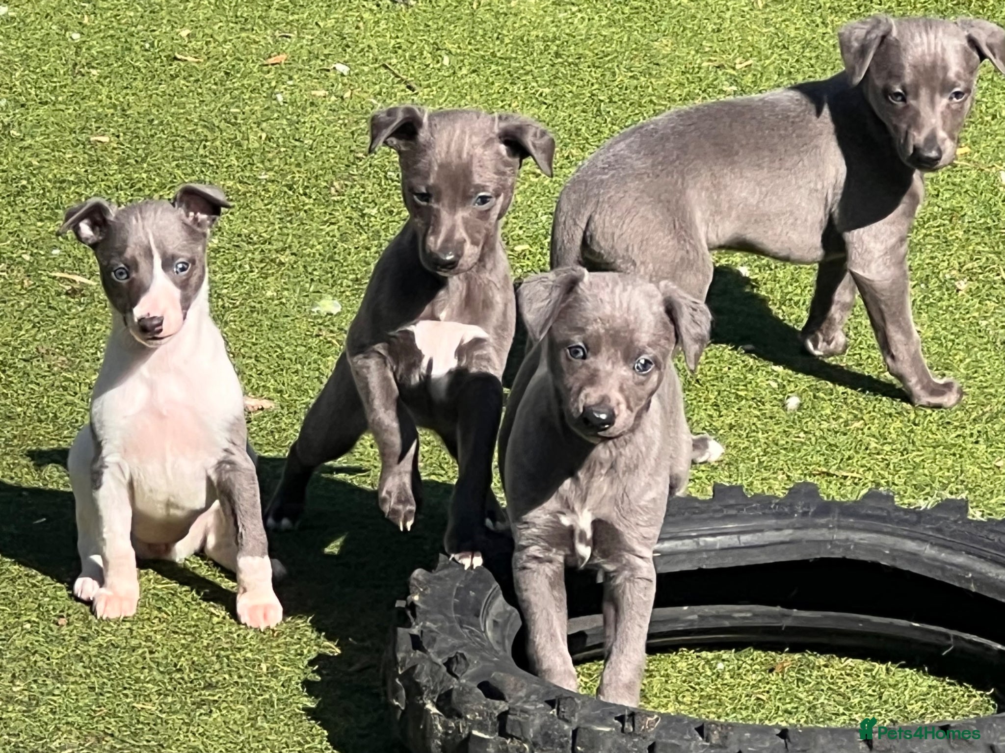 Whippet dogs Adorable Whippet Puppies for Sale! - Advert 2