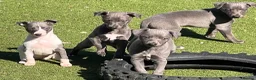 Whippet dogs for sale: Adorable Whippet Puppies for Sale! in Bradford - Advert 1