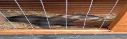 Ferret rodents for sale: 2 female ferret sisters  - Advert 2