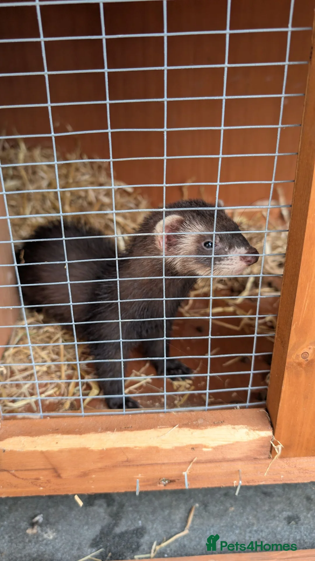 Ferret rodents for sale: 2 female ferret sisters  - Advert 2
