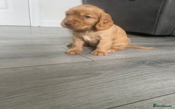 Cocker Spaniel dogs for sale: 3Beautiful show type cocker spaniels 💕♥️ 💙💕 - Image 11