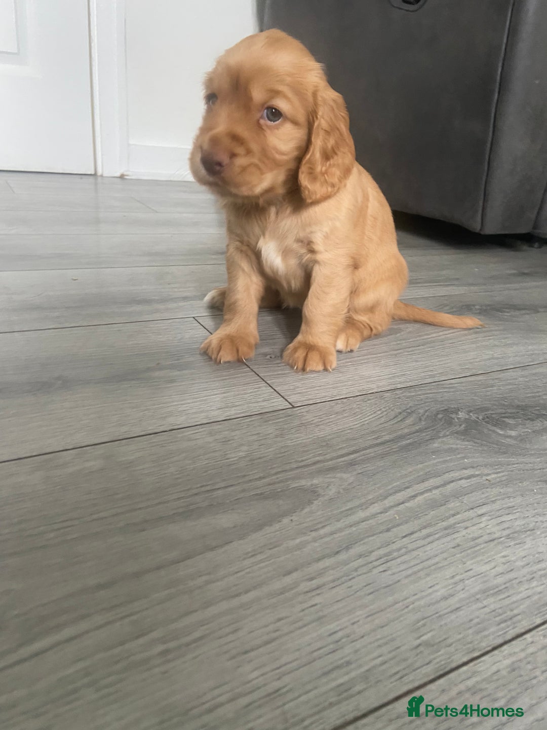 Cocker Spaniel dogs for sale: 3Beautiful show type cocker spaniels 💕♥️ 💙💕 - Image 11