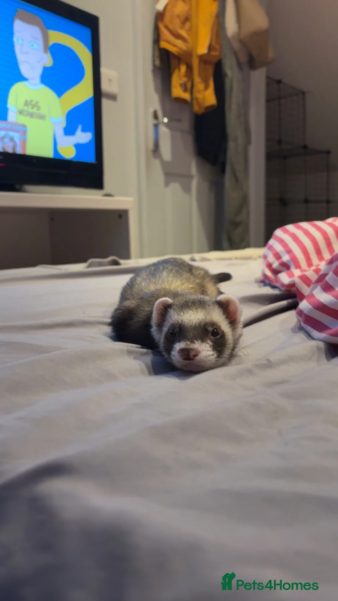 Ferret rodents for sale: Looking for a new home  in Ilkeston - Advert 2