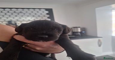 Miniature Schnauzer dogs - Advert 10