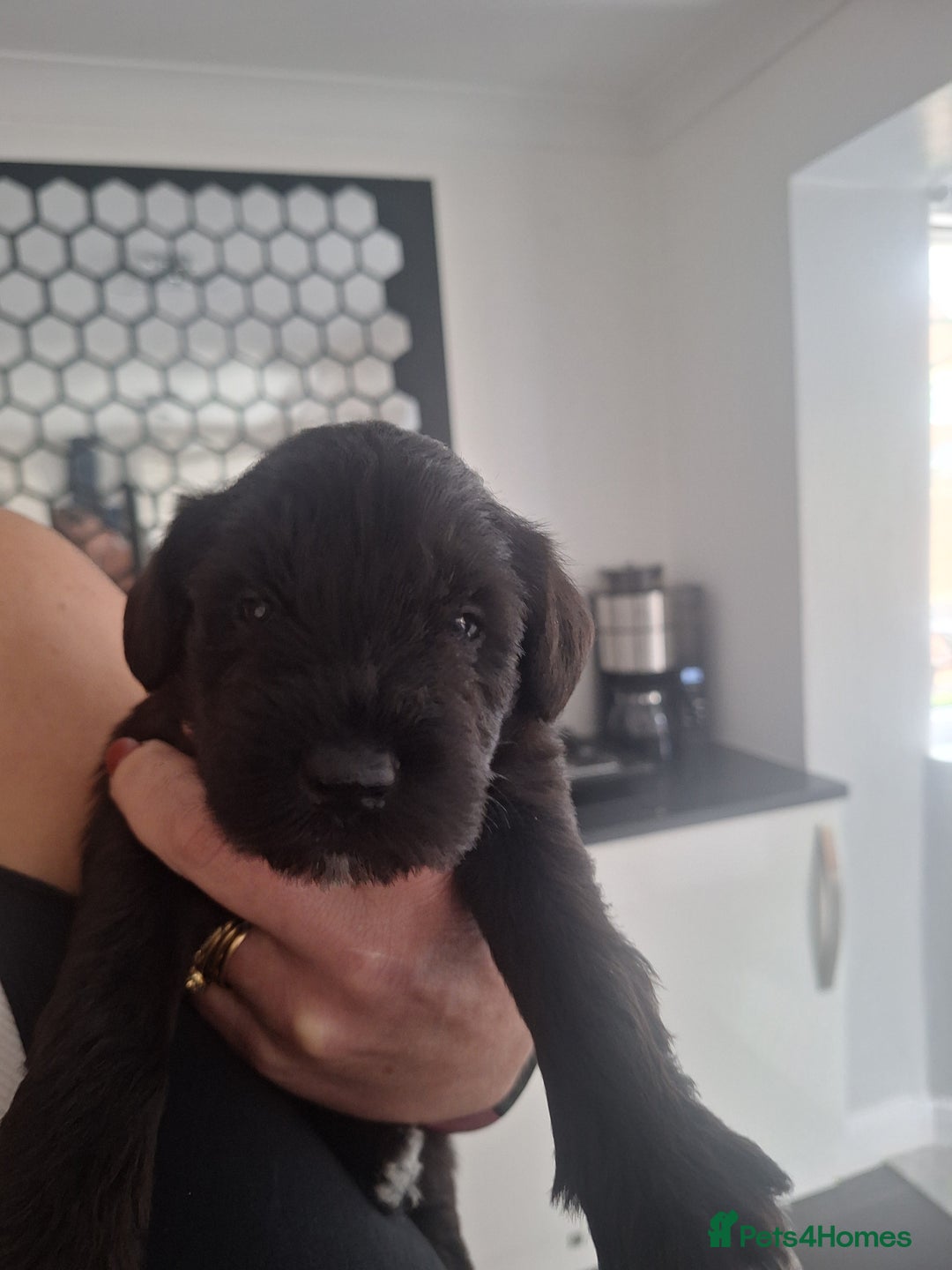 Miniature Schnauzer dogs for sale: 3 adorable miniature schnauzer puppies  - Image 3