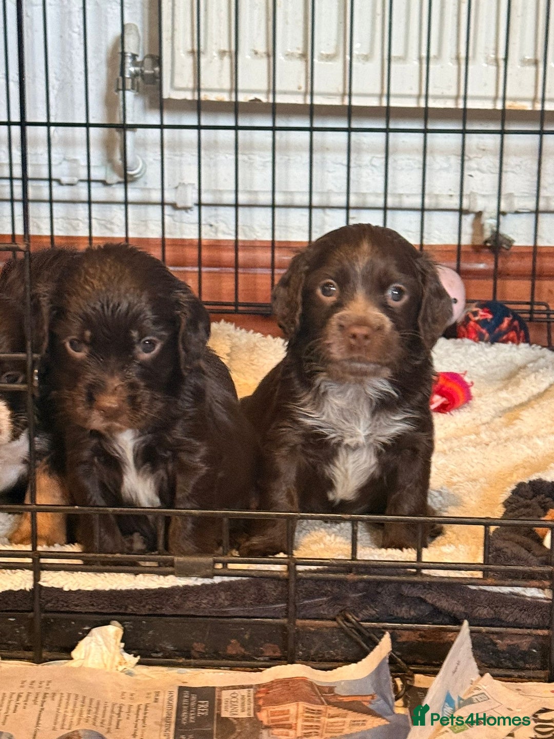 Cocker Spaniel dogs for sale: Cocker spaniel puppies - Advert 3