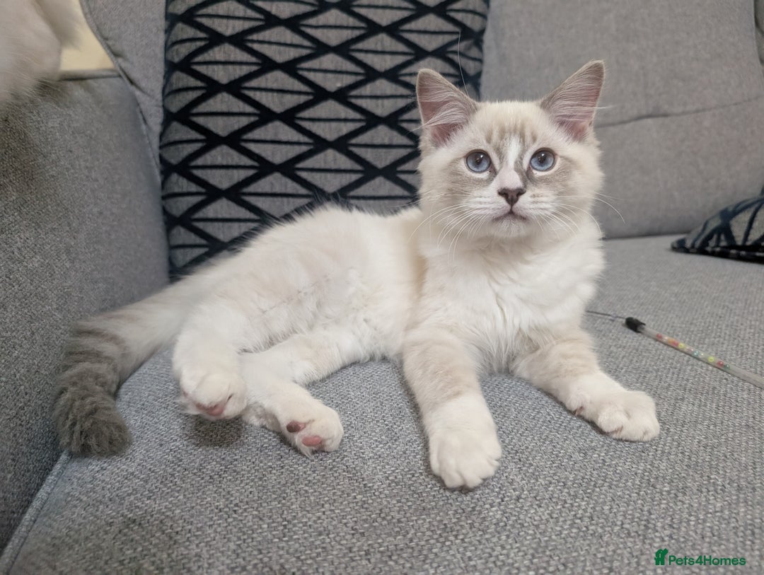 Ragdoll cats for sale: *READY NOW* GCCF Ragdoll Kitten Active/Non-Active in Liverpool - Image 4