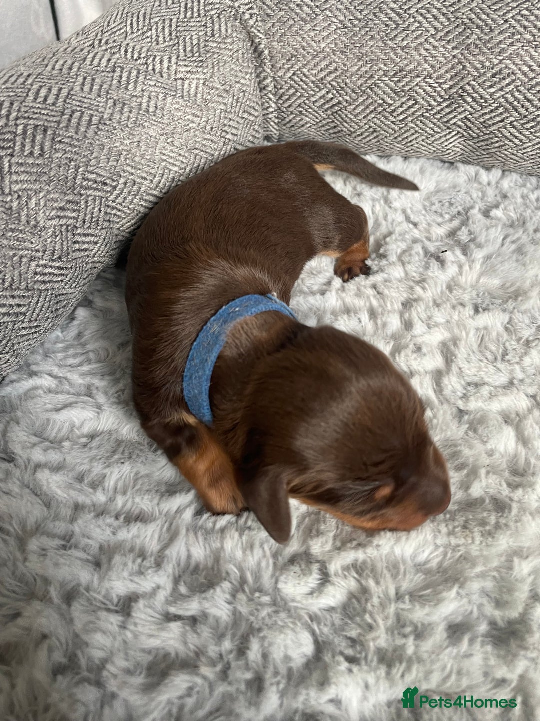 Miniature Dachshund dogs for sale: True miniature Daschund puppies - Advert 11