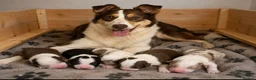 Border Collie dogs for sale: DNA CLEAR BORDER COLLIES  - Advert 3