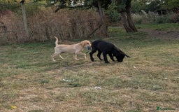 Labrador Retriever dogs for sale: Smart mixed colour labrador litter, HEALTH TESTED - Image 10